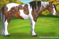 Horse Color:Bay Ice Sabino Splash Tobiano Varnish 