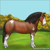 Horse Color:Bay Sabino Appaloosa 