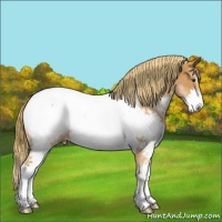 Horse Color:Chestnut Sabino Splash Appaloosa 