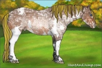 Horse Color:Painted Bay Ice Sabino Splash Appaloosa