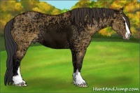 Horse Color:Bay Ice Dun Sabino