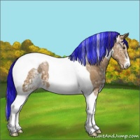 Horse Color:Painted Chestnut Ice Sabino Tobiano