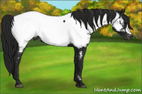Horse Color:Gray Black Appaloosa 