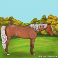 Horse Color:Silver Bay Roan
