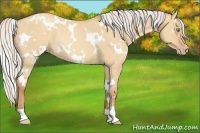 Horse Color:White Spotted Silver Amber Champagne Roan Dun Rabicano