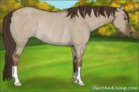 Horse Color:Liver Red Dun Rabicano 