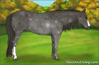 Horse Color:Smoky Black 