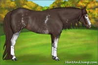 Horse Color:White Spotted Liver Chestnut Rabicano 