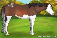 Horse Color:Bay Splash Appaloosa