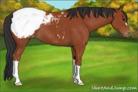 Horse Color:Bay Snowcap 