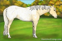 Horse Color:Palomino Roan Appaloosa