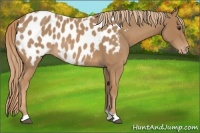 Horse Color:Red Roan Appaloosa