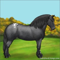 Horse Color:Black Appaloosa 