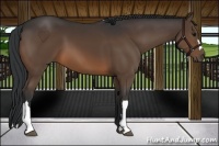 Horse Color:Brown 