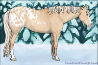 Horse Color:Silver Amber Champagne Sabino Appaloosa 
