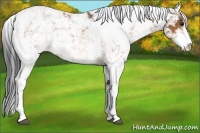 Horse Color:Bay Sabino 