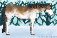 Horse Color:White Spotted Buckskin Tobiano 