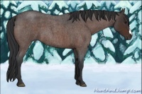 Horse Color:Brown Roan