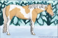 Horse Color:Silver Amber Champagne Tobiano