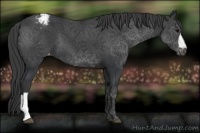 Horse Color:Black Appaloosa