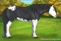 Horse Color:Black Splash Appaloosa 