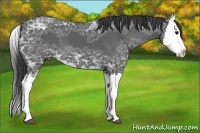 Horse Color:Black Ice Splash Appaloosa 