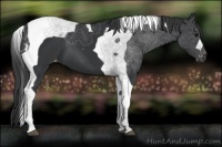 Horse Color:Black Tobiano Appaloosa 