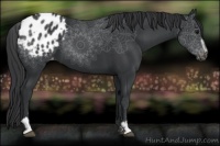 Horse Color:Black Sabino Appaloosa 