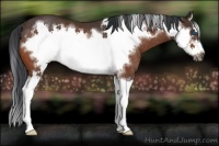 Horse Color:Bay Splash Frame Rabicano 