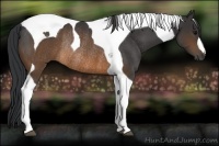 Horse Color:Brown Tobiano Rabicano