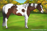 Horse Color:Gray Bay Splash Tobiano Rabicano 