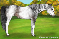 Horse Color:Gray White Spotted Brown Rabicano 