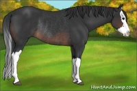 Horse Color:Brown Splash Rabicano 