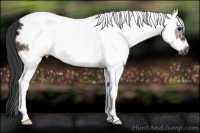 Horse Color:White Spotted Brown Splash Frame Rabicano