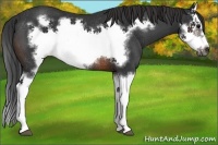 Horse Color:Brown Splash Frame Rabicano