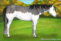 Horse Color:Gray Brown Roan Splash Rabicano 