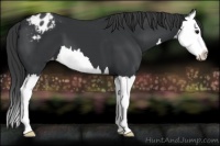 Horse Color:Black Splash Appaloosa 