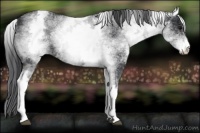 Horse Color:White Spotted Black 