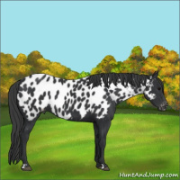 Horse Color:Black Appaloosa 