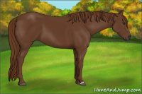 Horse Color:Gray Chestnut 
