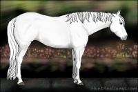 Horse Color:Gray White Spotted Bay 