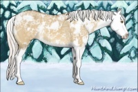 Horse Color:Silver Bay Ice Dun Sabino Splash 