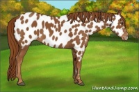 Horse Color:Chestnut Appaloosa