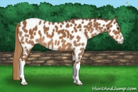 Horse Color:Chestnut Near Leopard 