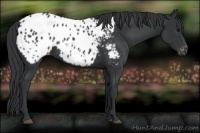 Horse Color:Black Appaloosa Rabicano 