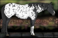 Horse Color:Black Appaloosa Rabicano 