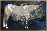 Horse Color:White Spotted Smoky Grullo Roan Appaloosa