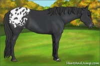 Horse Color:Black Appaloosa