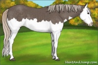 Horse Color:Silver Black Splash 