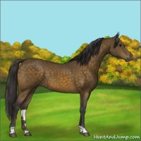 Horse Color:Buckskin 